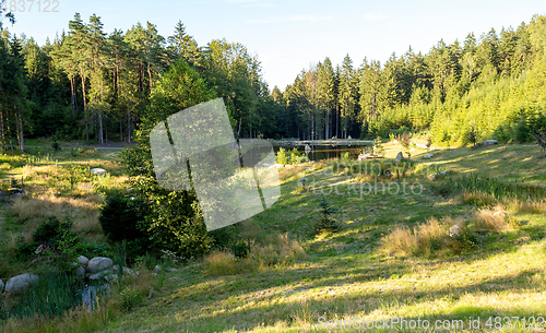 Image of pond in the summer forest