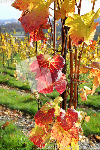 Image of Autumn bright colorful bush of grape 