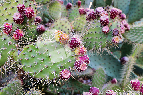 Image of Prickly pear cactus with fruits