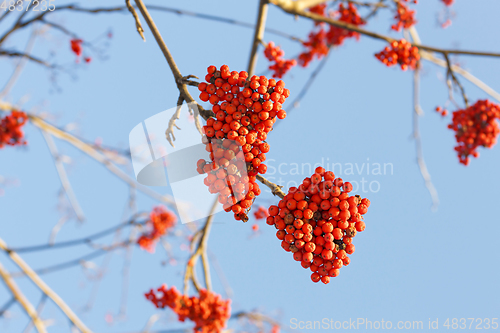 Image of Branches of rowan with bright red berries against the blue sky b