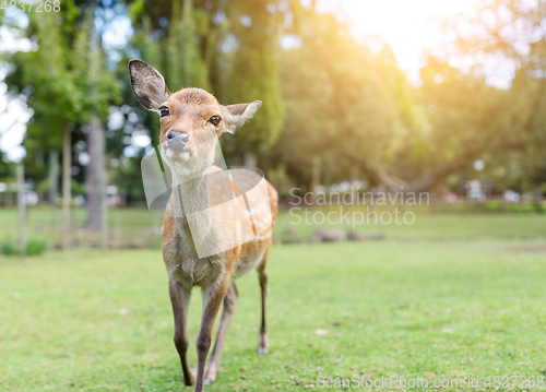 Image of Lovely Deer in the park with sunshine