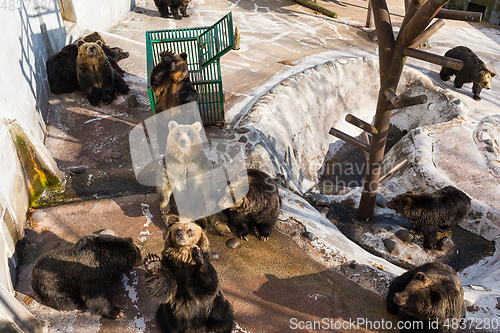 Image of Brown bear