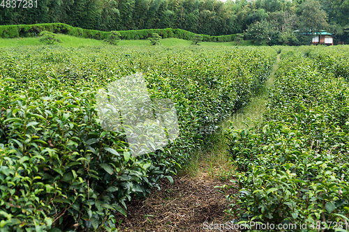 Image of Green Tea Farm