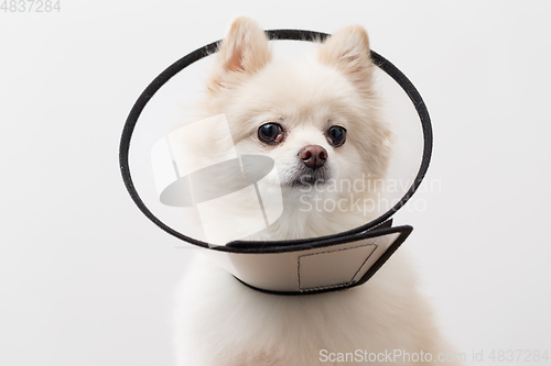 Image of White Pomeranian with space collar