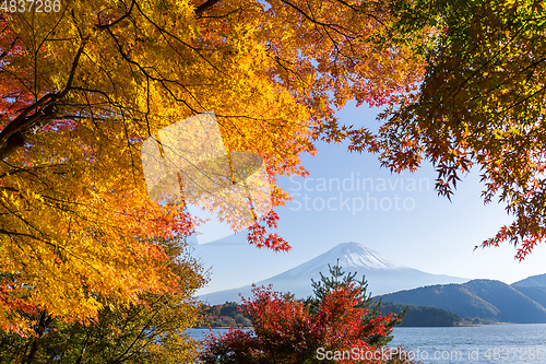 Image of Fujisan and maple