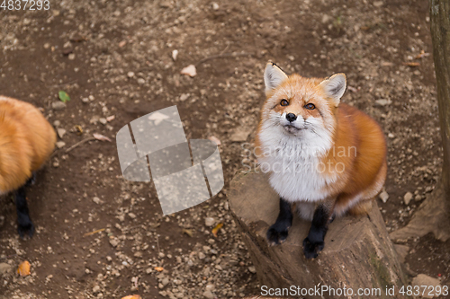 Image of Fox looking up