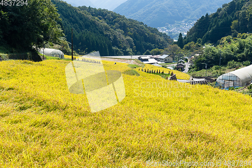 Image of Rice field