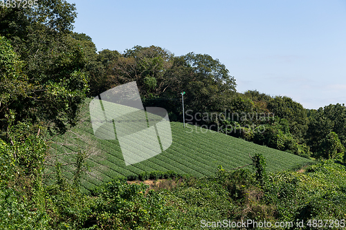 Image of Green Tea Plantation field