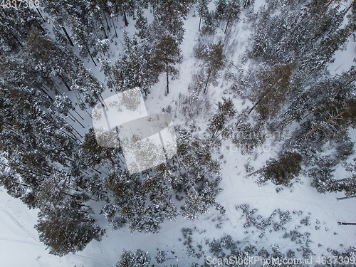 Image of Aerial view of winter forest.