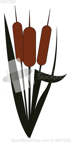 Image of Clipart of a cattail plant/Typha vector or color illustration