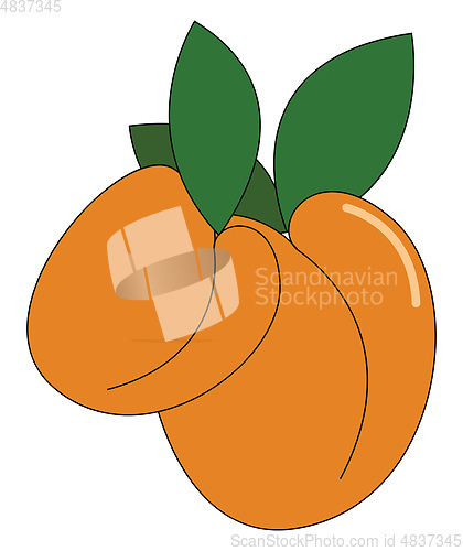 Image of Fresh orange Apricots vector or color illustration