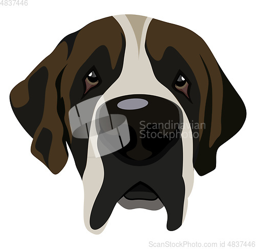 Image of Saint Bernard illustration vector on white background