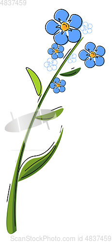 Image of Forget me not flower vector or color illustration