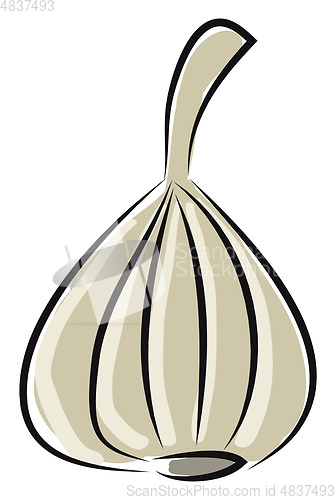 Image of Garlic illustration 