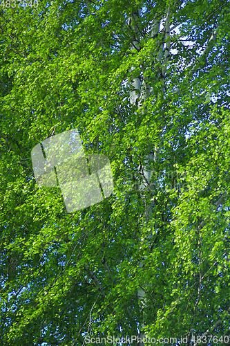 Image of green branches of birches in the spring