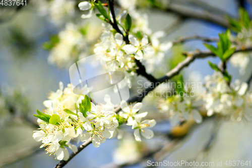 Image of blossoming tree of plum on background of blue sky