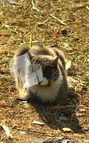 Image of rural cat having a rest