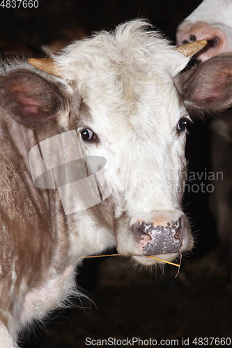 Image of cow at the farm