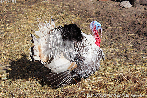 Image of big turkey in the yard