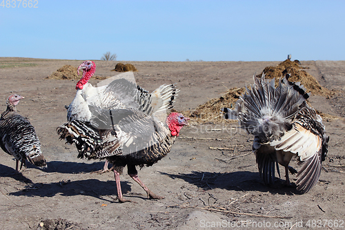 Image of turkeys in the yard