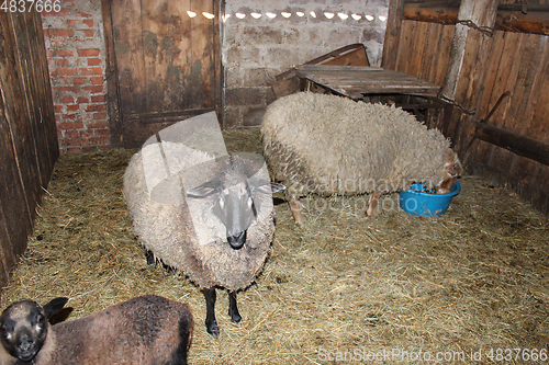 Image of Sheep in the shed