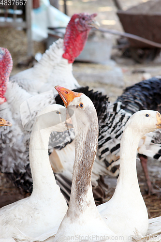 Image of geese and turkeys in the yard