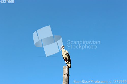 Image of stork standing on the telegraph-pole