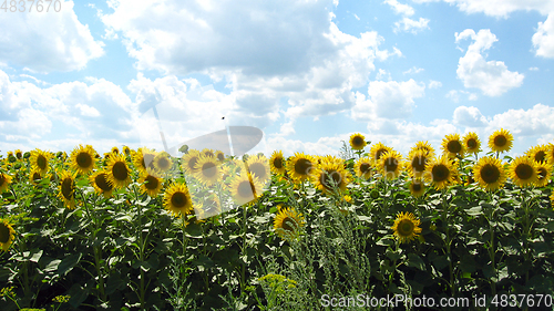 Image of Field with sunflowers