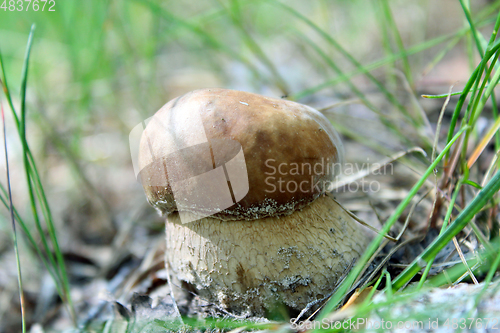 Image of Beautiful and small cep in the grass