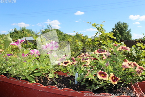 Image of beautiful flowers on the balcony