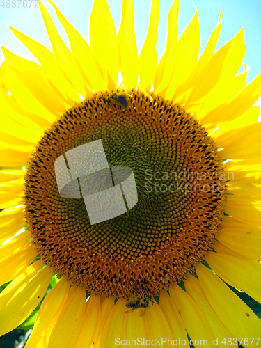 Image of beautiful sunflower