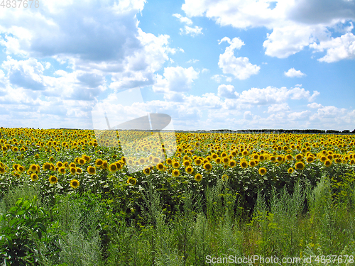 Image of Field with sunflowers
