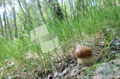 Image of Beautiful and small cep in the grass