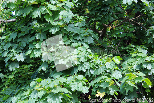 Image of Green leaves of maple