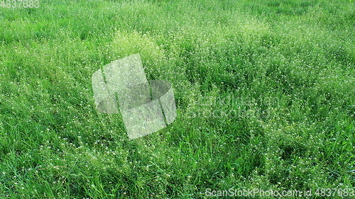 Image of field of Capsella bursa-pastoris