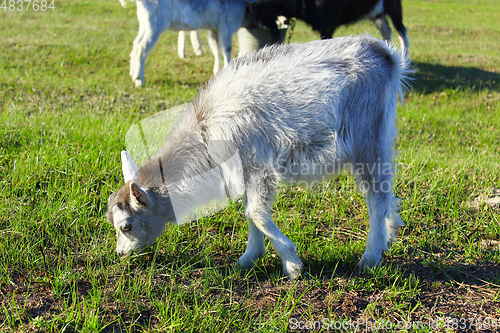 Image of Goat kid on the pasture