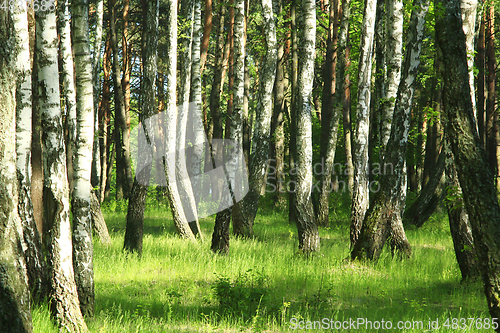 Image of Beautiful birchwood in the spring