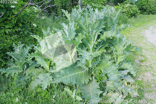 Image of big bush of Sonchus arvensis