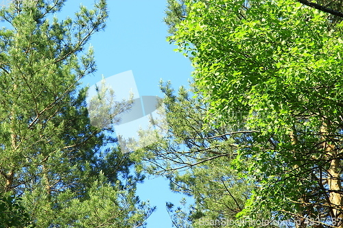 Image of crowns of trees and blue sky