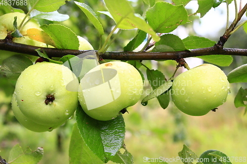 Image of three apples hanging in row on the branch