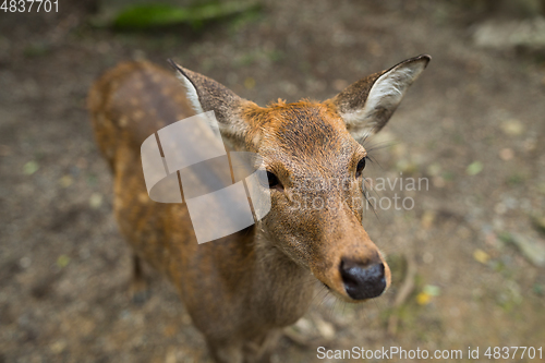 Image of Japanese deer in Nara park