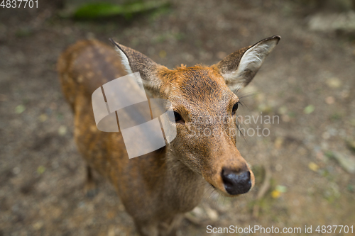 Image of Japanese deer in Nara park