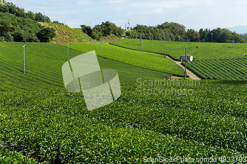 Image of Tea plantation landscape