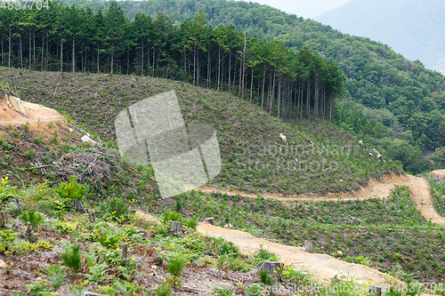 Image of Green forest and field