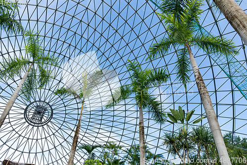 Image of Pine tree in green house