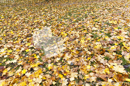 Image of The fallen maple leaves