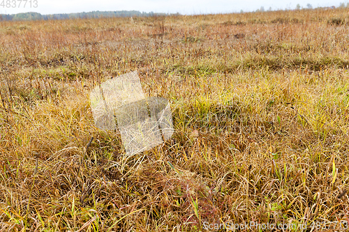 Image of yellowed grass, autumn