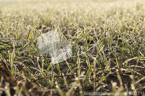 Image of young grass plants, close-up