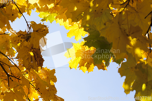 Image of Yellow maple foliage