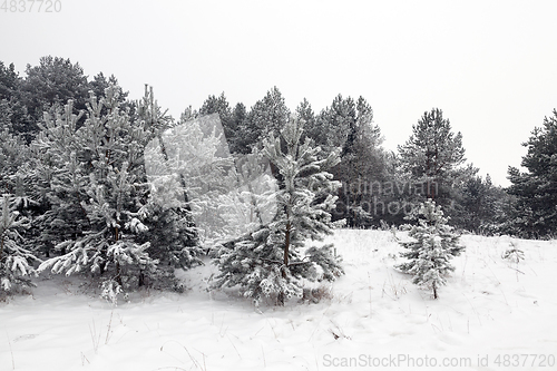 Image of Snow drifts in winter